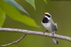 Golden-winged Warbler