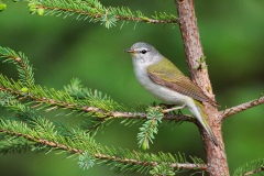 Tennessee Warbler