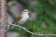 Tennessee Warbler