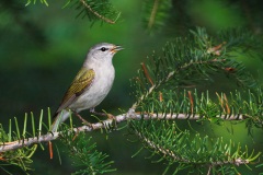 Tennessee Warbler