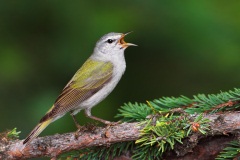 Tennessee Warbler