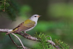 Tennessee Warbler