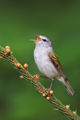 Tennessee Warbler