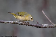 Tennessee Warbler