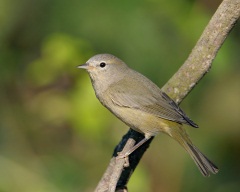 Orange-crowned Warbler