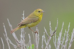 Orange-crowned Warbler