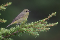 Orange-crowned Warbler