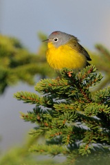 Nashville Warbler