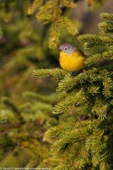 Nashville Warbler