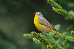 Nashville Warbler