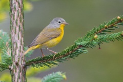 Nashville Warbler