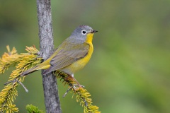 Nashville Warbler