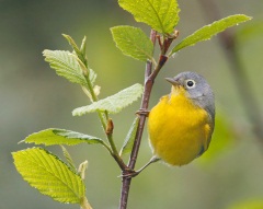 Nashville Warbler