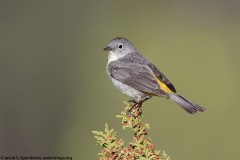 Virginia's Warbler