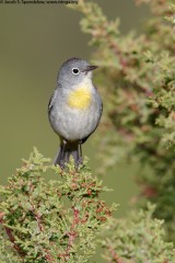 Virginia's Warbler