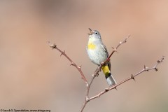 Virginia's Warbler