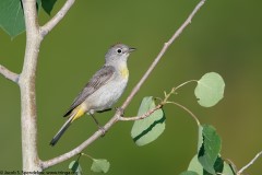 Virginia's Warbler