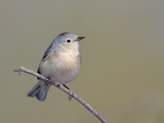 Lucy's Warbler