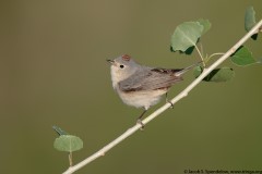 Lucy's Warbler