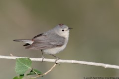 Lucy's Warbler