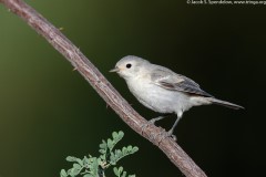 Lucy's Warbler