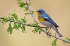 Northern Parula