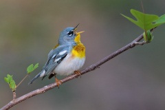 Northern Parula