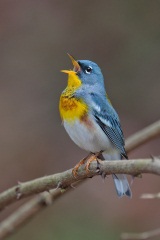 Northern Parula