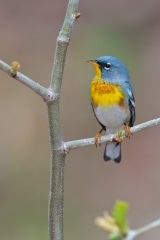 Northern Parula