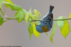 Northern Parula