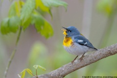 Northern Parula