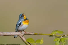 Northern Parula