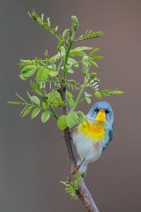 Northern Parula