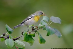 Northern Parula