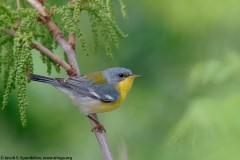 Tropical Parula