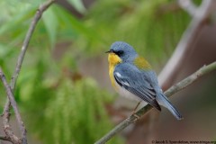 Tropical Parula