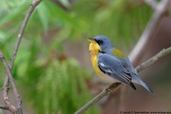 Tropical Parula