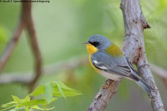 Tropical Parula