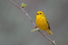 Yellow Warbler