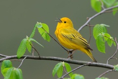 Yellow Warbler