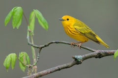 Yellow Warbler