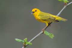 Yellow Warbler