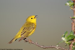 Yellow Warbler