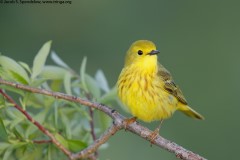 Yellow Warbler