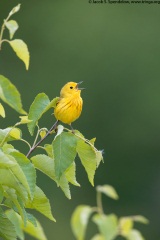 Yellow Warbler