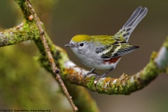 Chestnut-sided Warbler