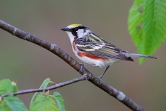 Chestnut-sided Warbler