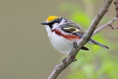 Chestnut-sided Warbler