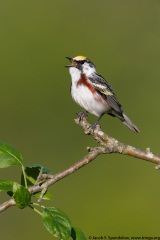 Chestnut-sided Warbler