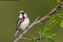 Chestnut-sided Warbler